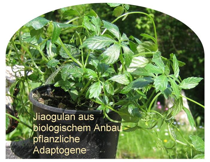  Pflanzliche Adaptogene-wirken-ausgleichend-auf-den-Organismus-unabhängig von der vorausgegangenen-Störung 