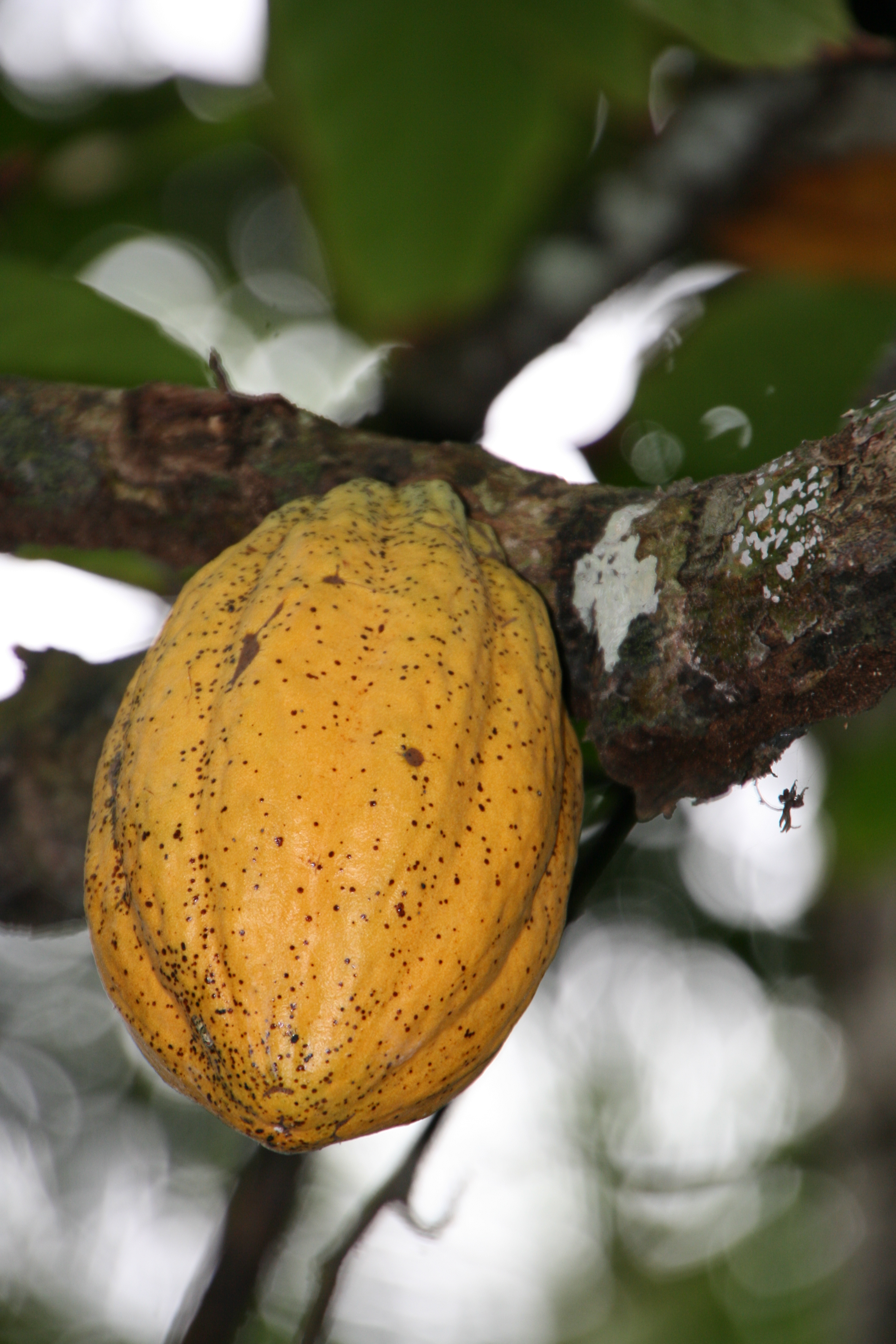 Kakao-hat-einen-positiven-Effekt-auf-die-Endothelfunktion.jpg